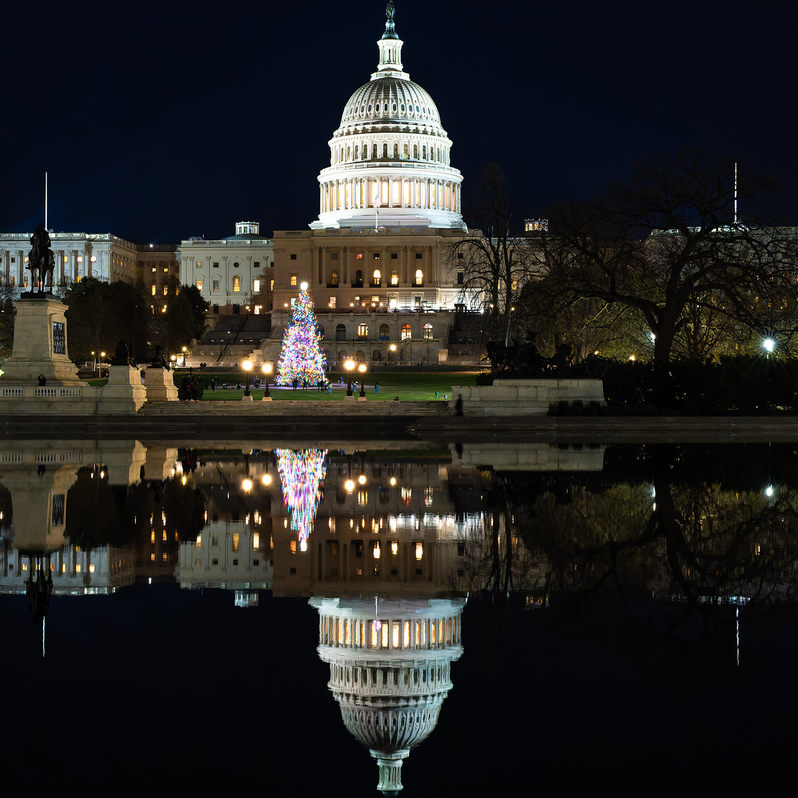 Capitol Tree Reflection